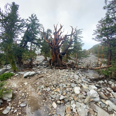 bristlecone pine