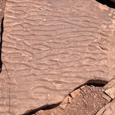 fossilized ripples